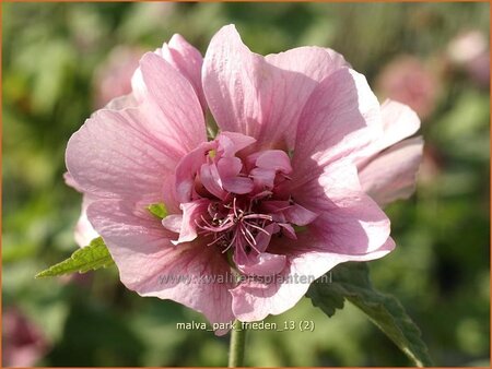 Malva &#39;Park Frieden&#39;