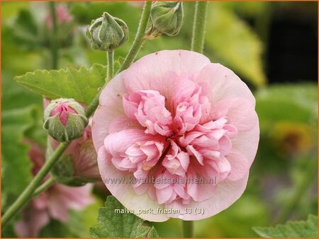 Malva &#39;Park Frieden&#39;