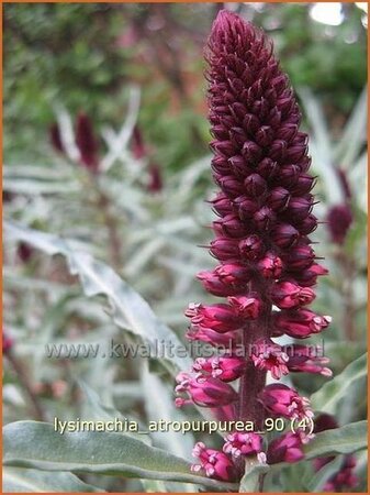 Lysimachia atropurpurea