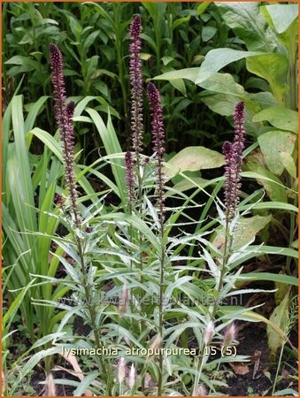 Lysimachia atropurpurea