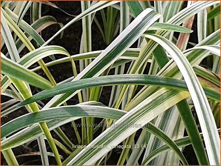 Liriope muscari &#39;Variegata&#39;