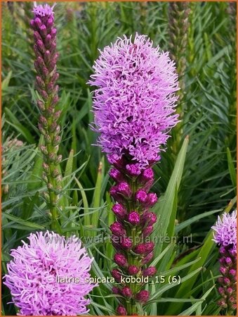 Liatris spicata &#39;Kobold&#39;