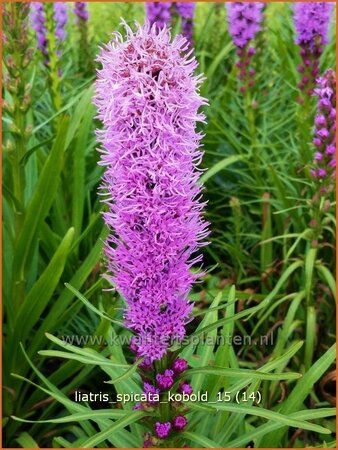 Liatris spicata &#39;Kobold&#39;