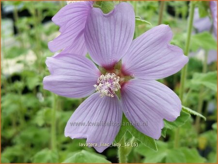 Lavatera &#39;Lilac Lady&#39;