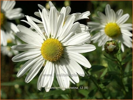 Leucanthemella serotina