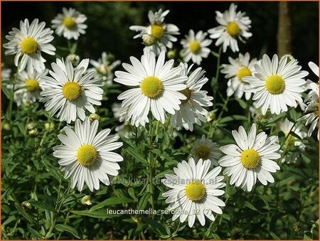 Leucanthemella serotina