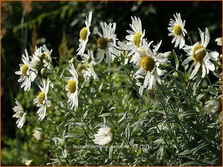 Leucanthemella serotina