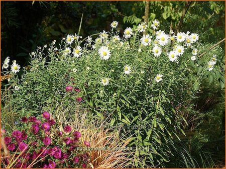 Leucanthemella serotina