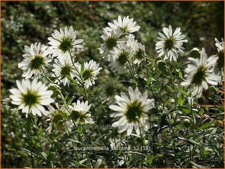 Leucanthemella serotina