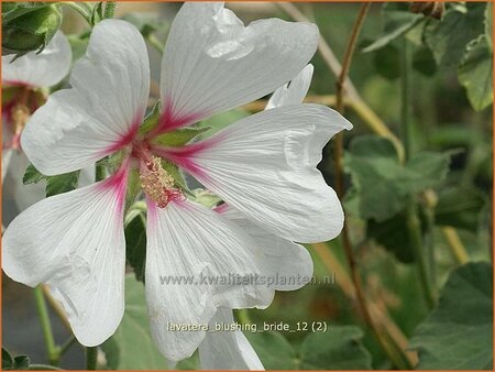 Lavatera &#39;Blushing Bride&#39;