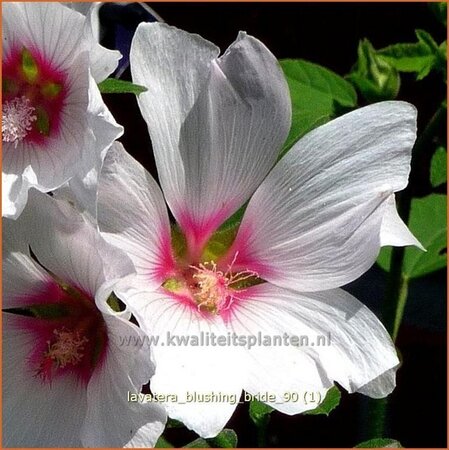 Lavatera &#39;Blushing Bride&#39;