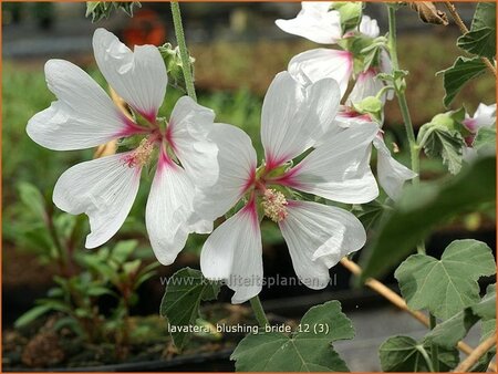 Lavatera &#39;Blushing Bride&#39;