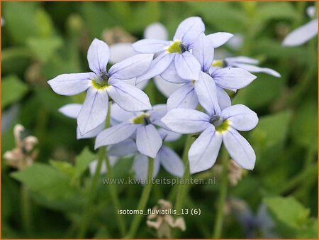 Isotoma fluviatilis