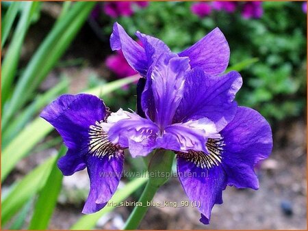 Iris sibirica &#39;Blue King&#39;