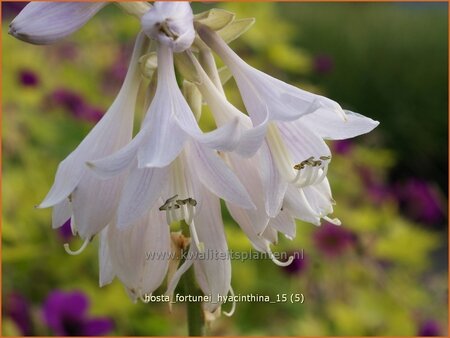 Hosta fortunei &#39;Hyacinthina&#39;