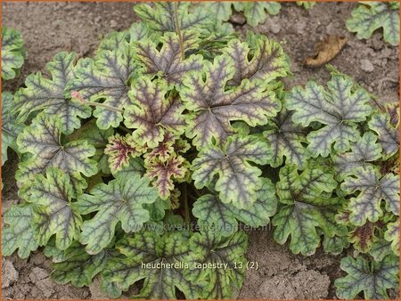 Heucherella &#39;Tapestry&#39;