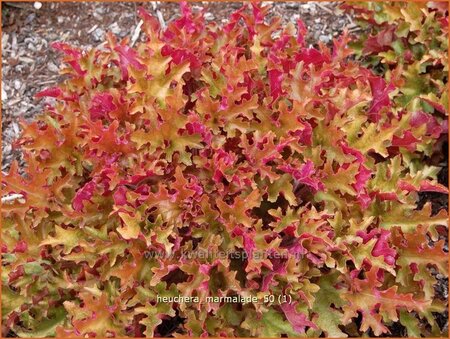 Heuchera &#39;Marmalade&#39;