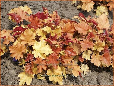 Heuchera &#39;Marmalade&#39;