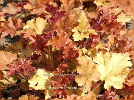 Heuchera &#39;Marmalade&#39;