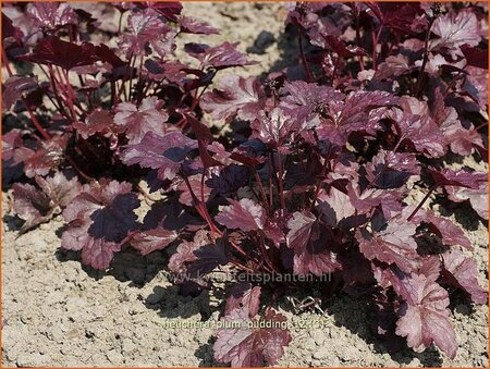 Heuchera &#39;Plum Pudding&#39;