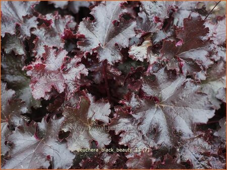 Heuchera &#39;Black Beauty&#39;