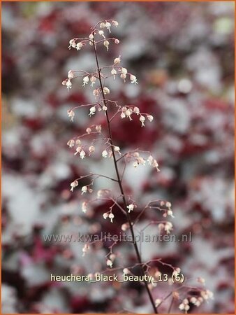 Heuchera &#39;Black Beauty&#39;