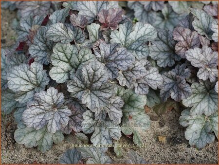 Heuchera &#39;Cinnabar Silver&#39;