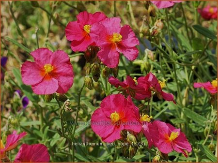 Helianthemum &#39;Ben Hope&#39;