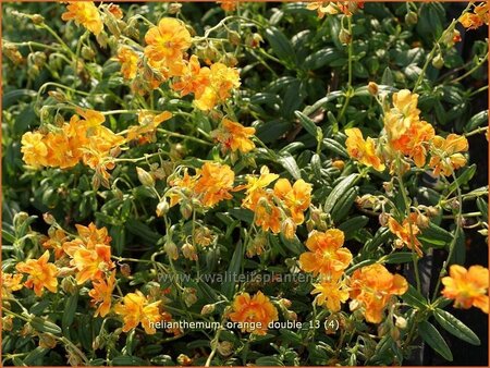 Helianthemum &#39;Orange Double&#39;