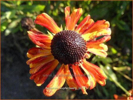 Helenium &#39;Kupferzwerg&#39;