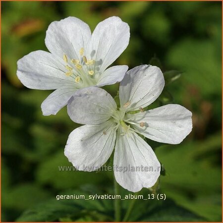 Geranium sylvaticum &#39;Album&#39;