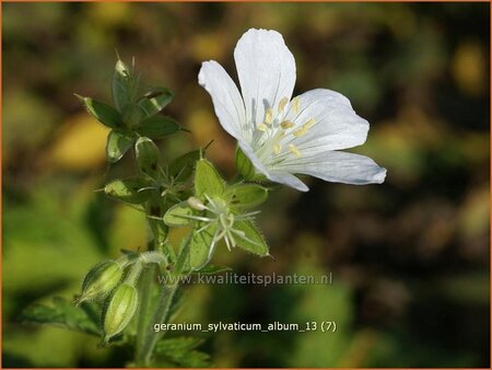 Geranium sylvaticum &#39;Album&#39;