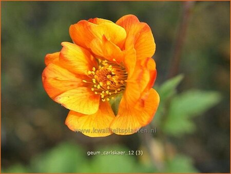 Geum &#39;Carlskaer&#39;