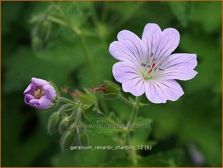 Geranium renardii &#39;Chantilly&#39;