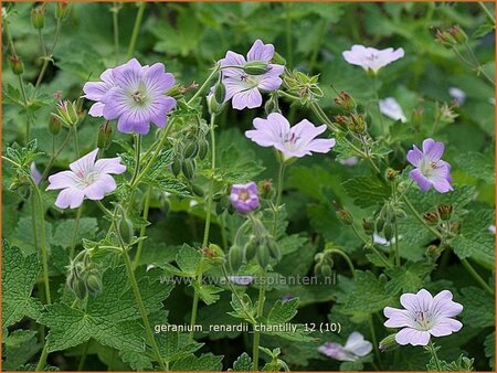 Geranium renardii &#39;Chantilly&#39;