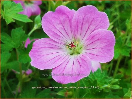 Geranium riversleaianum &#39;Mavis Simpson&#39;