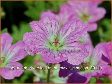 Geranium riversleaianum &#39;Mavis Simpson&#39;