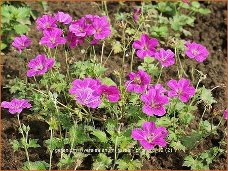 Geranium riversleaianum &#39;Russell Prichard&#39;