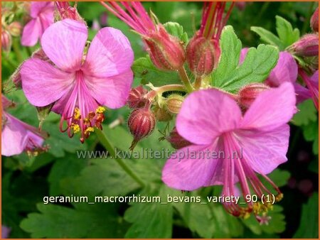 Geranium macrorrhizum &#39;Bevan&#39;s Variety&#39;