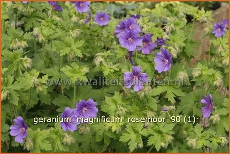 Geranium magnificum &#39;Rosemoor&#39;