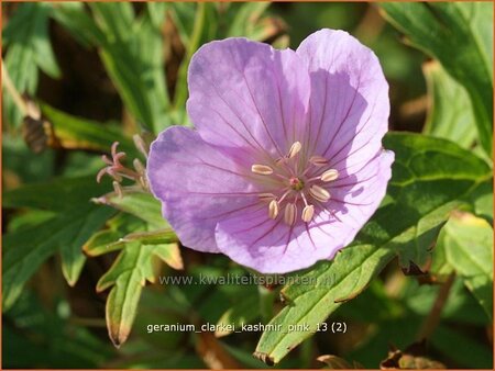 Geranium clarkei &#39;Kashmir Pink&#39;