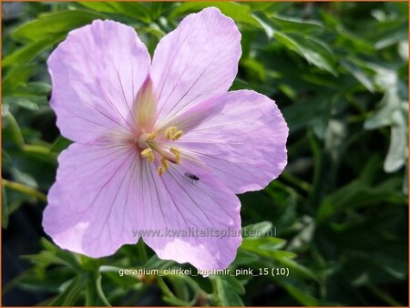 Geranium clarkei &#39;Kashmir Pink&#39;