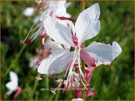 Gaura lindheimeri &#39;White Dove&#39;