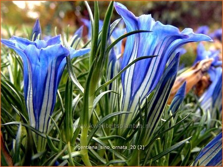 Gentiana sino-ornata