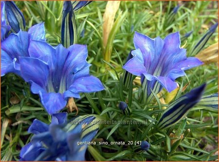 Gentiana sino-ornata