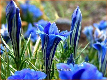 Gentiana sino-ornata