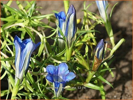 Gentiana sino-ornata