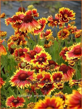 Gaillardia &#39;Arizona Sun&#39;