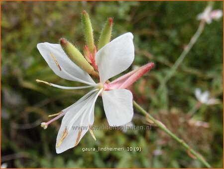 Gaura lindheimeri