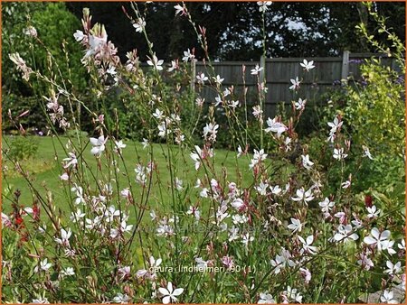 Gaura lindheimeri